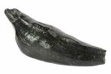 Fossil Sperm Whale (Scaldicetus) Tooth #78221-1